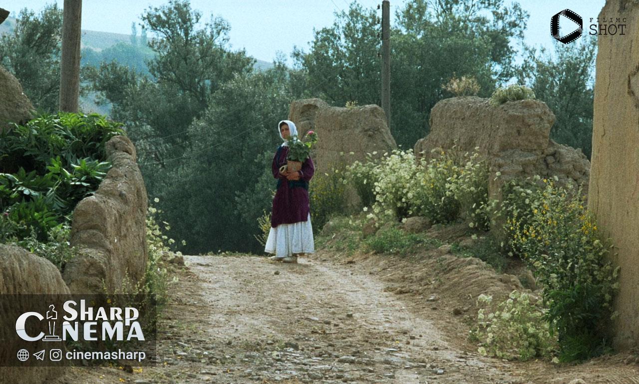 اکران نسخه مرمت‌شده «زیر درختان زیتون» کیارستمی